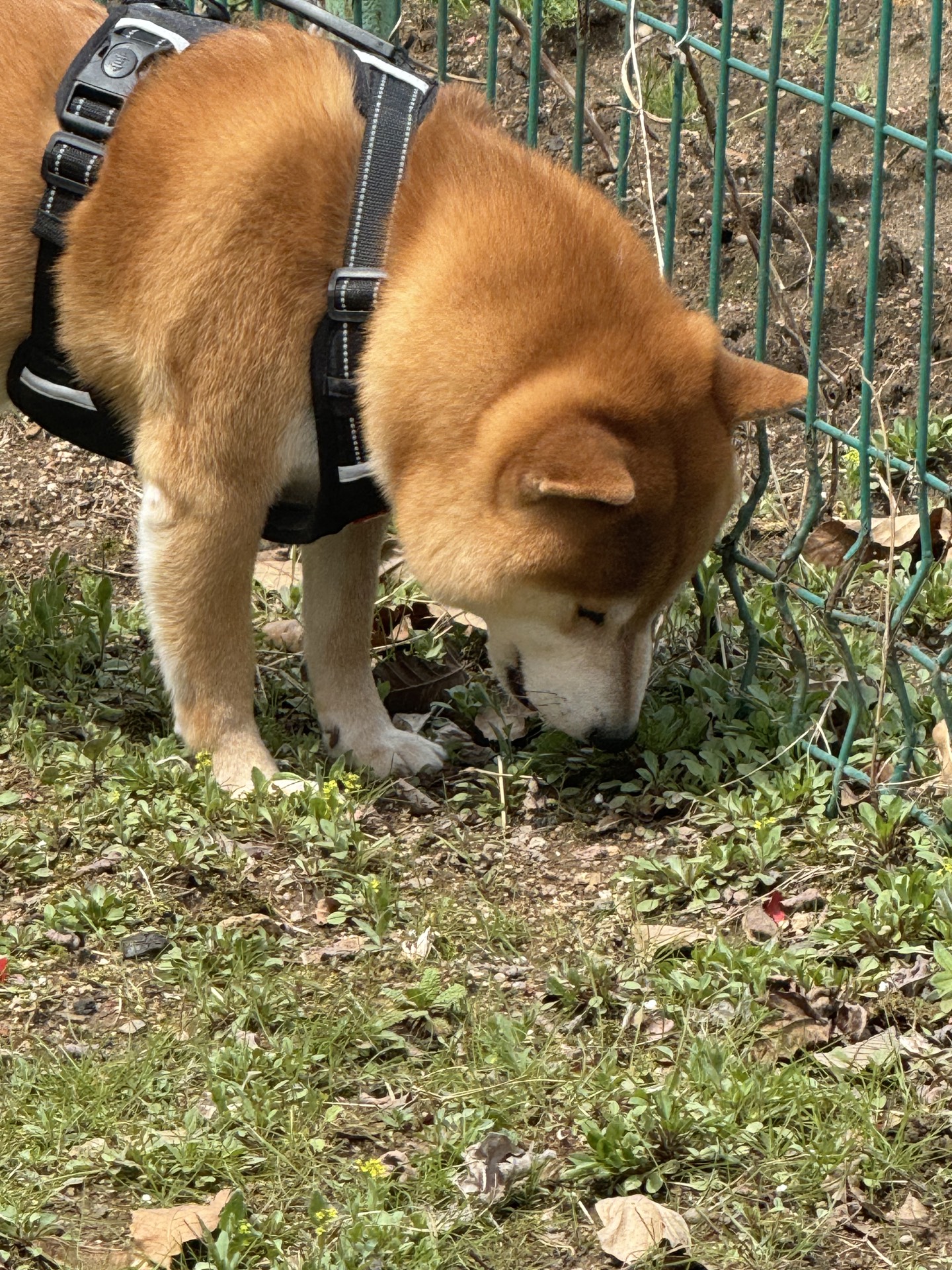 【纯种赤柴弟弟找新家 · 辽宁同城自提